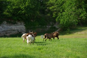 Photo faluns 015.JPG